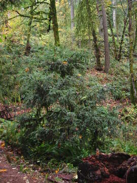 Image of Canadian Yew