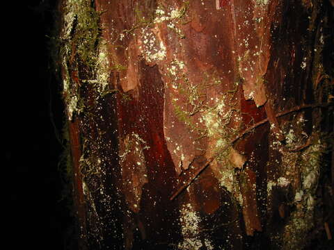 Image of Canadian Yew