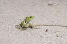 Image of Calotes emma alticristatus Schmidt 1925