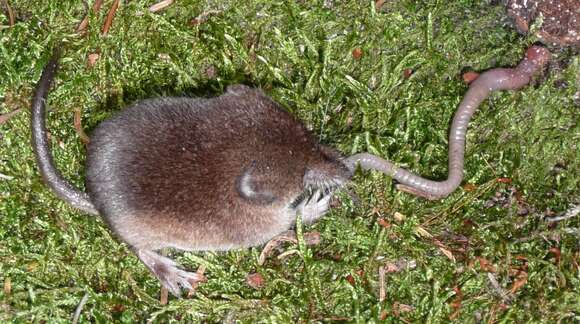 Image of Common Shrew