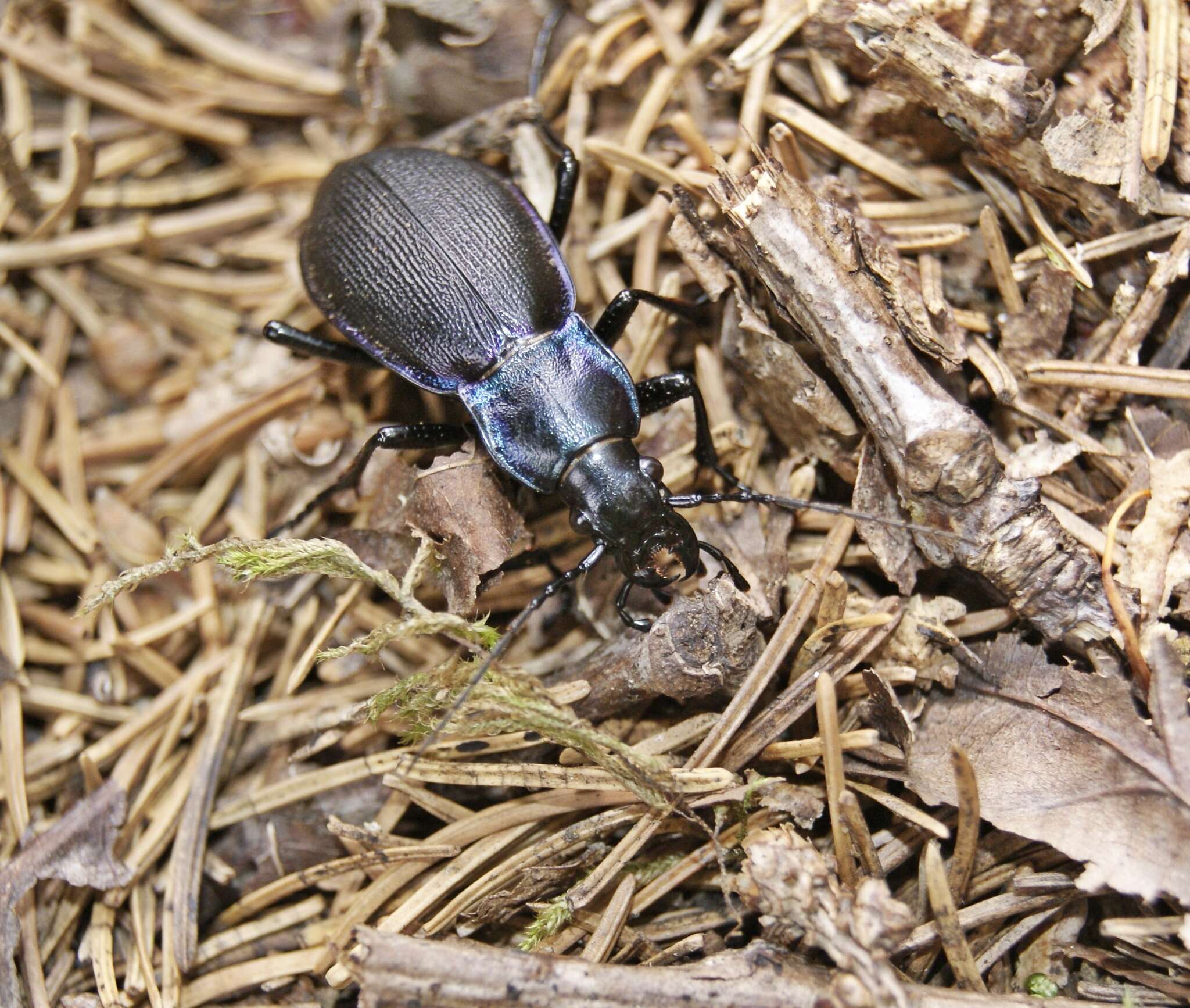 Image of Carabus (Megodontus) purpurascens Fabricius 1787