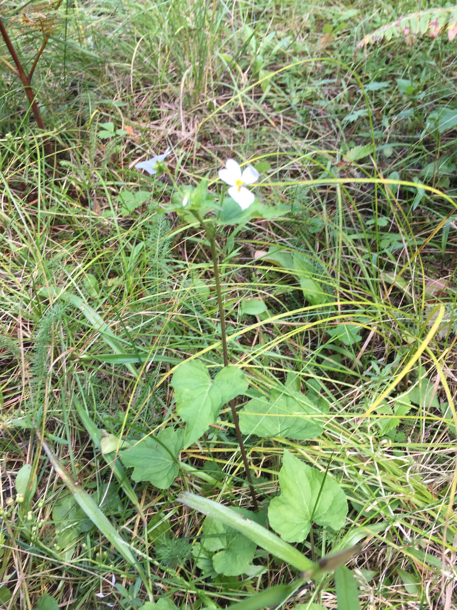 Image of Canadian white violet