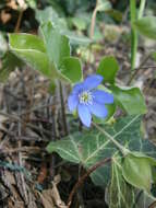 Image of American liverleaf