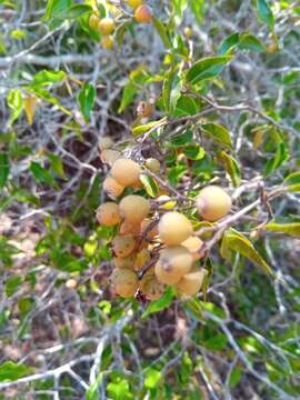 Image of Leptolaena cuspidata Baker