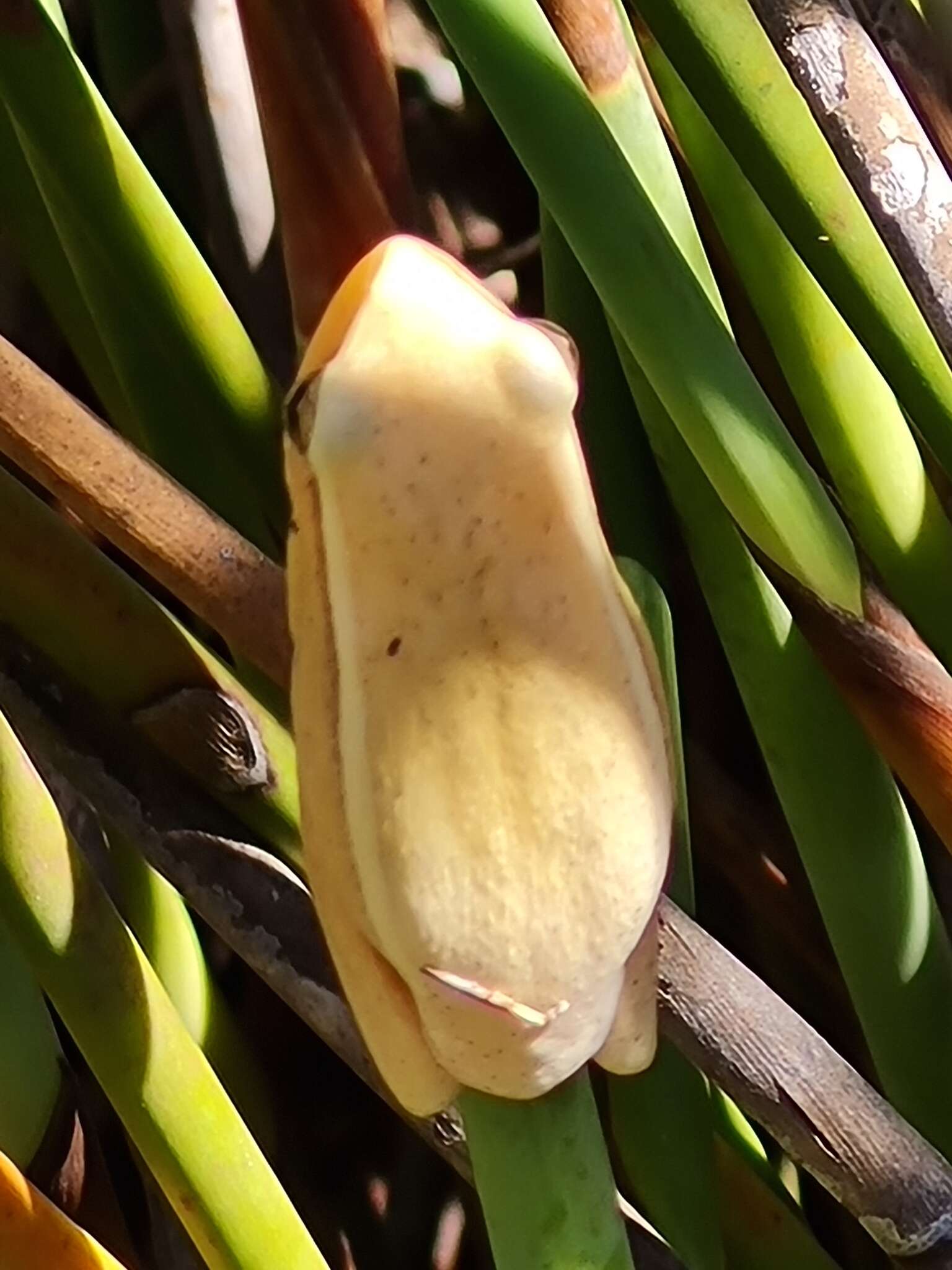 Image of Arum lily frog