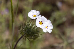 Image of mustang clover