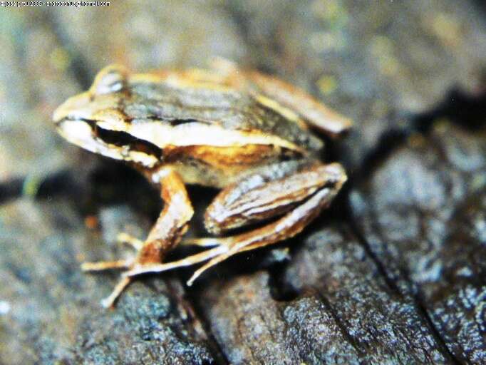 Image of Banded Wood Frog