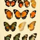 Image de Euphaedra eusemoides Smith & Kirby 1889