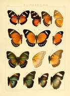 Image of Euphaedra eusemoides Smith & Kirby 1889