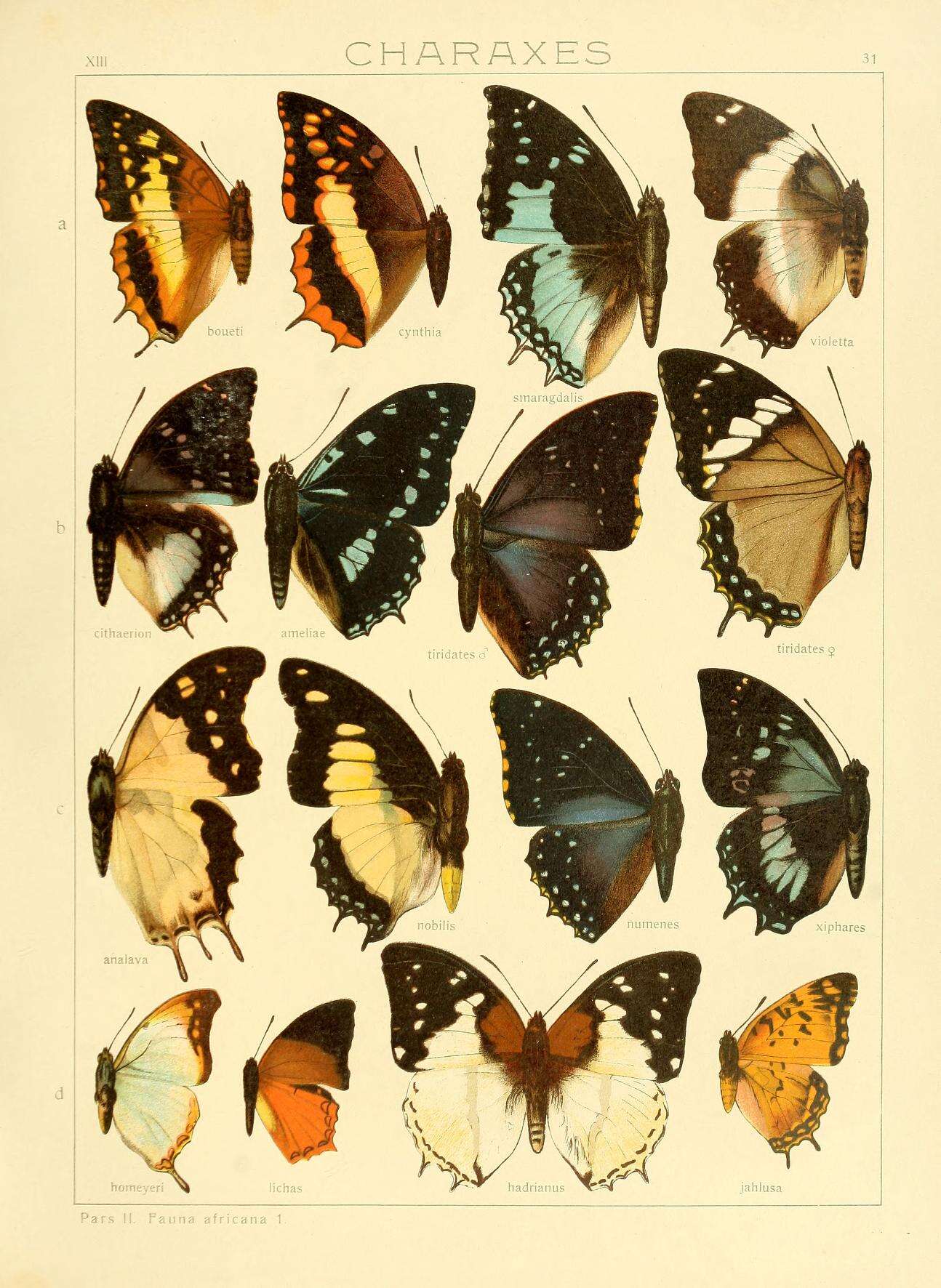 Charaxes jahlusa Trimen 1862的圖片