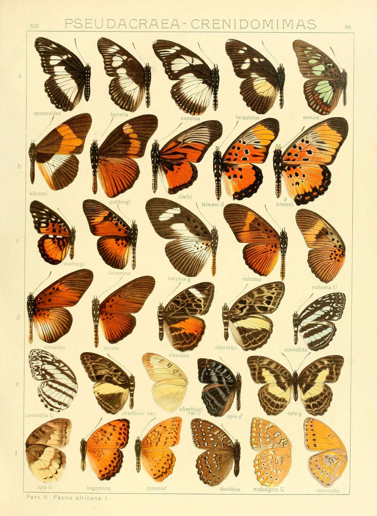 Image of Crenidomimas concordia Hopffer 1855