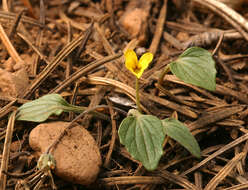 Image de Viola purpurea var. integrifolia (Baker & Clausen) J. T. Howell