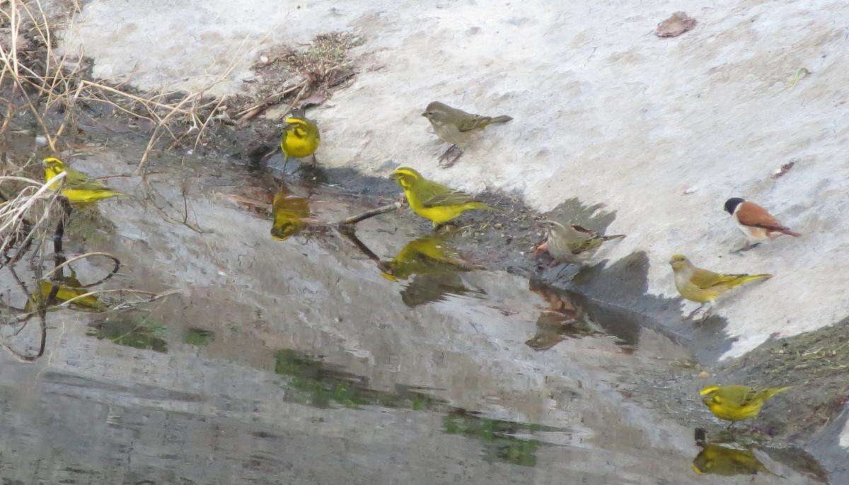 Image of Black-headed Canary