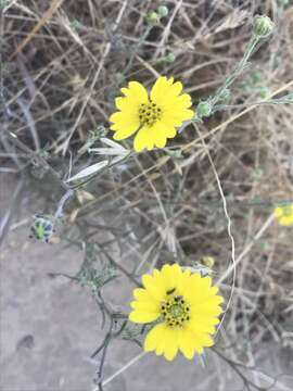 Image of hayfield tarweed