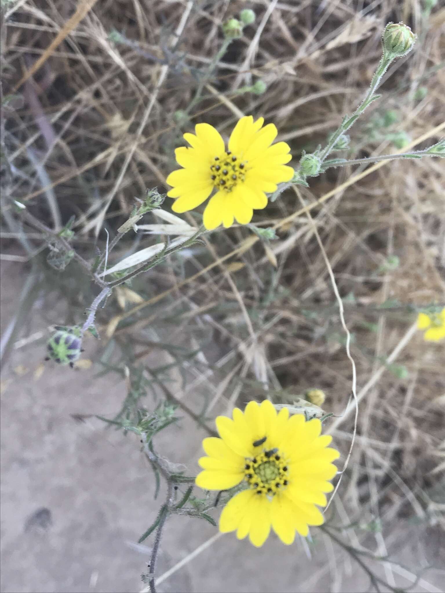 Image of hayfield tarweed