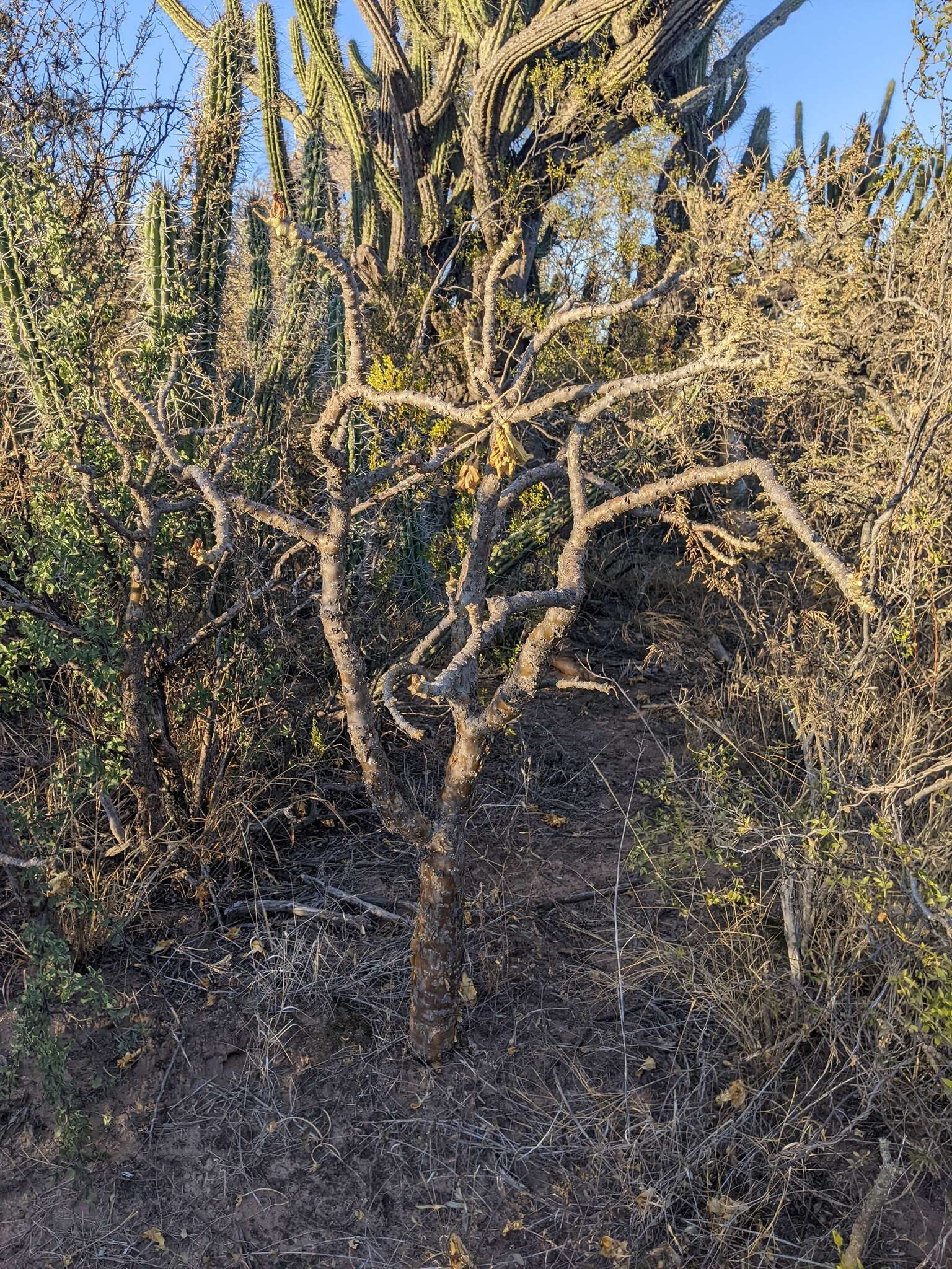 Imagem de Jatropha macrocarpa Griseb.