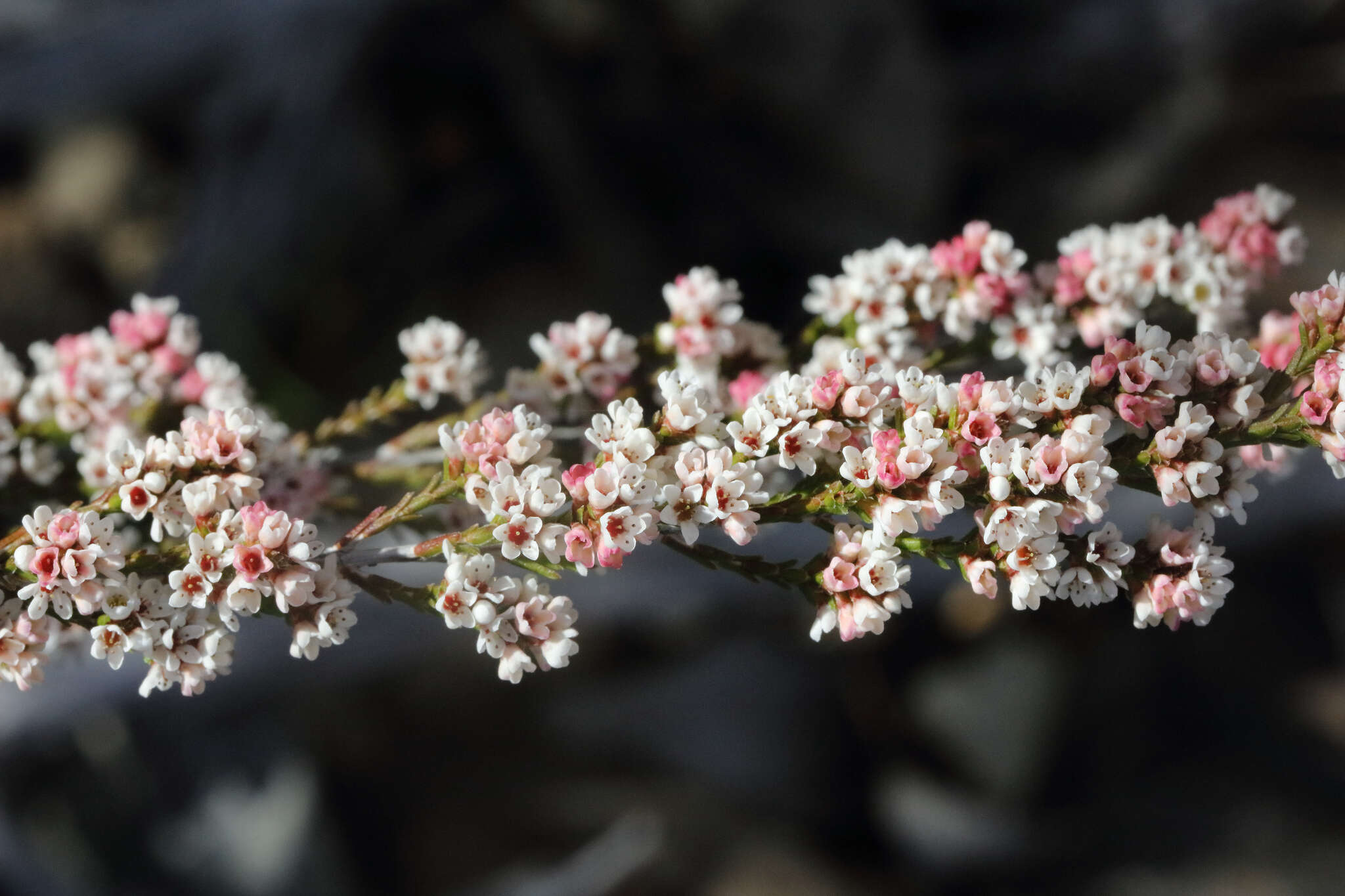 Imagem de Micromyrtus sessilis J. W. Green