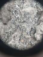 Image of scribble lichen