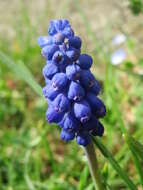 Imagem de Muscari armeniacum H. J. Veitch