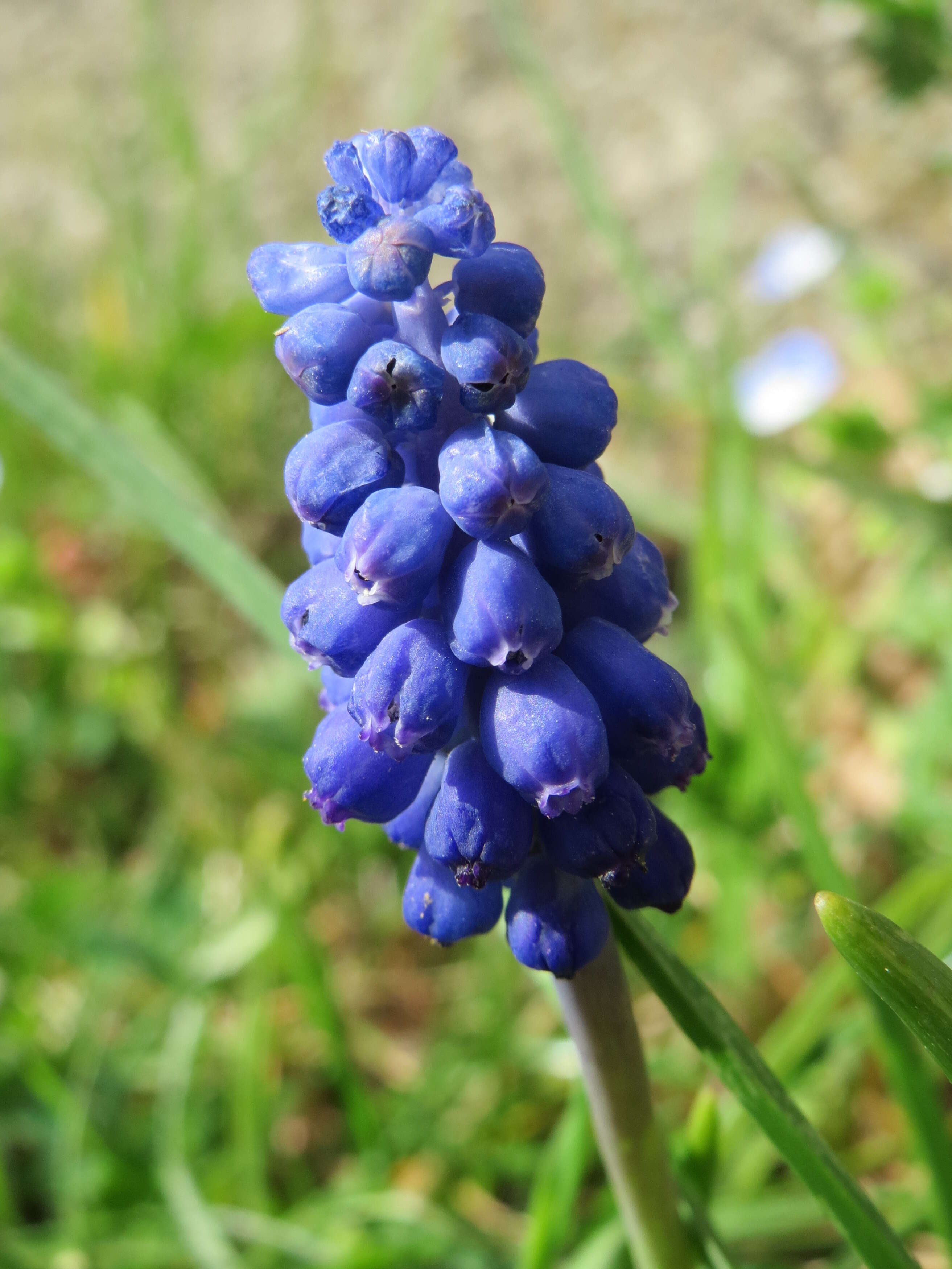 Imagem de Muscari armeniacum H. J. Veitch