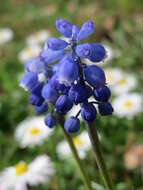 Imagem de Muscari armeniacum H. J. Veitch