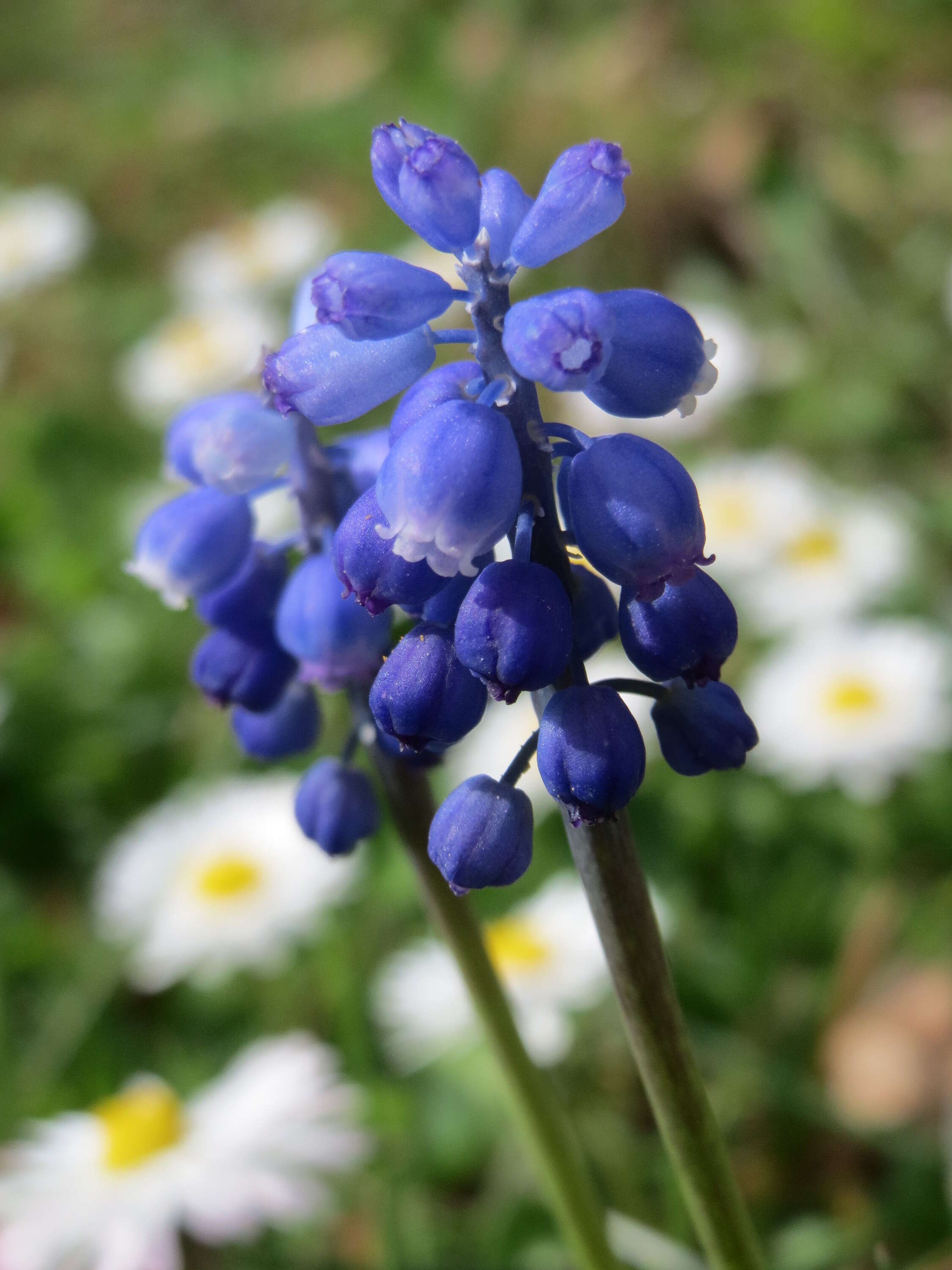 Imagem de Muscari armeniacum H. J. Veitch