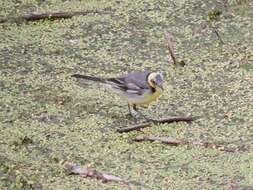 Image of Citrine Wagtail