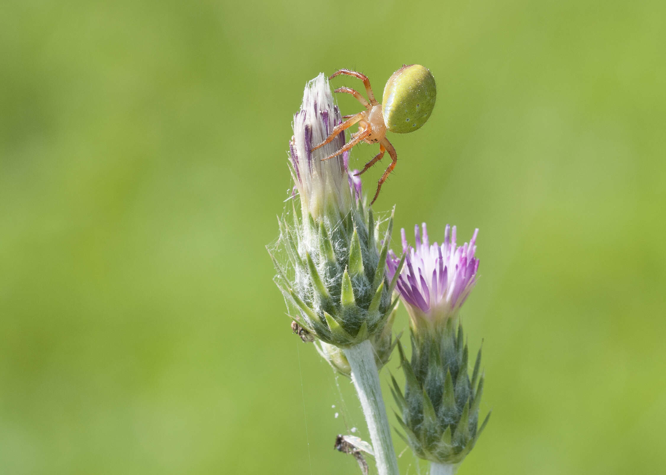 Image of Cucumber green spider