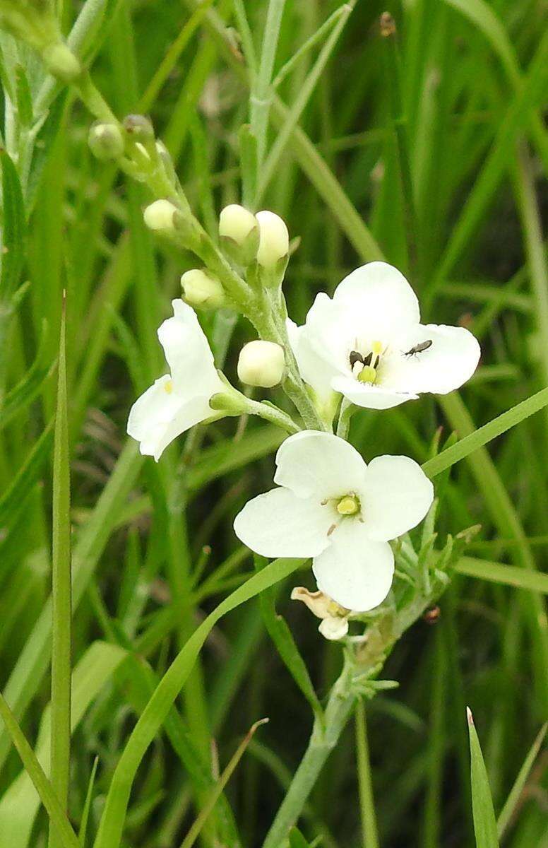 Image of Buddleja virgata L. fil.