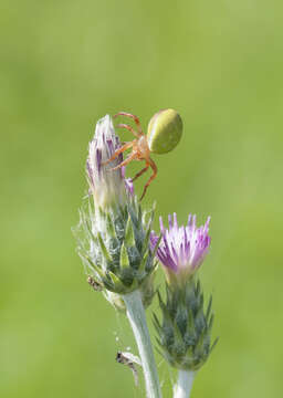 Image of Cucumber green spider