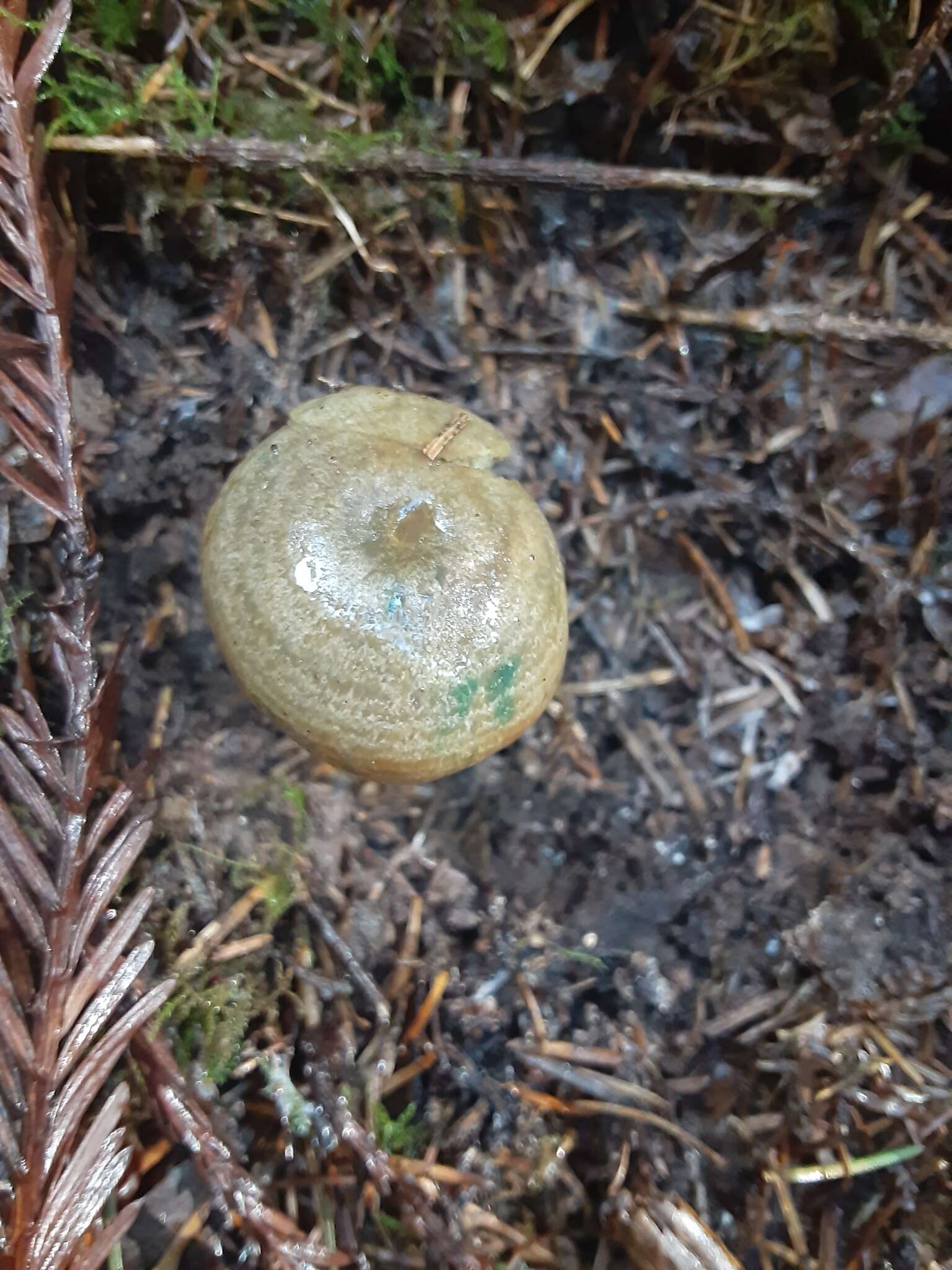 Image of Red Pine Mushroom