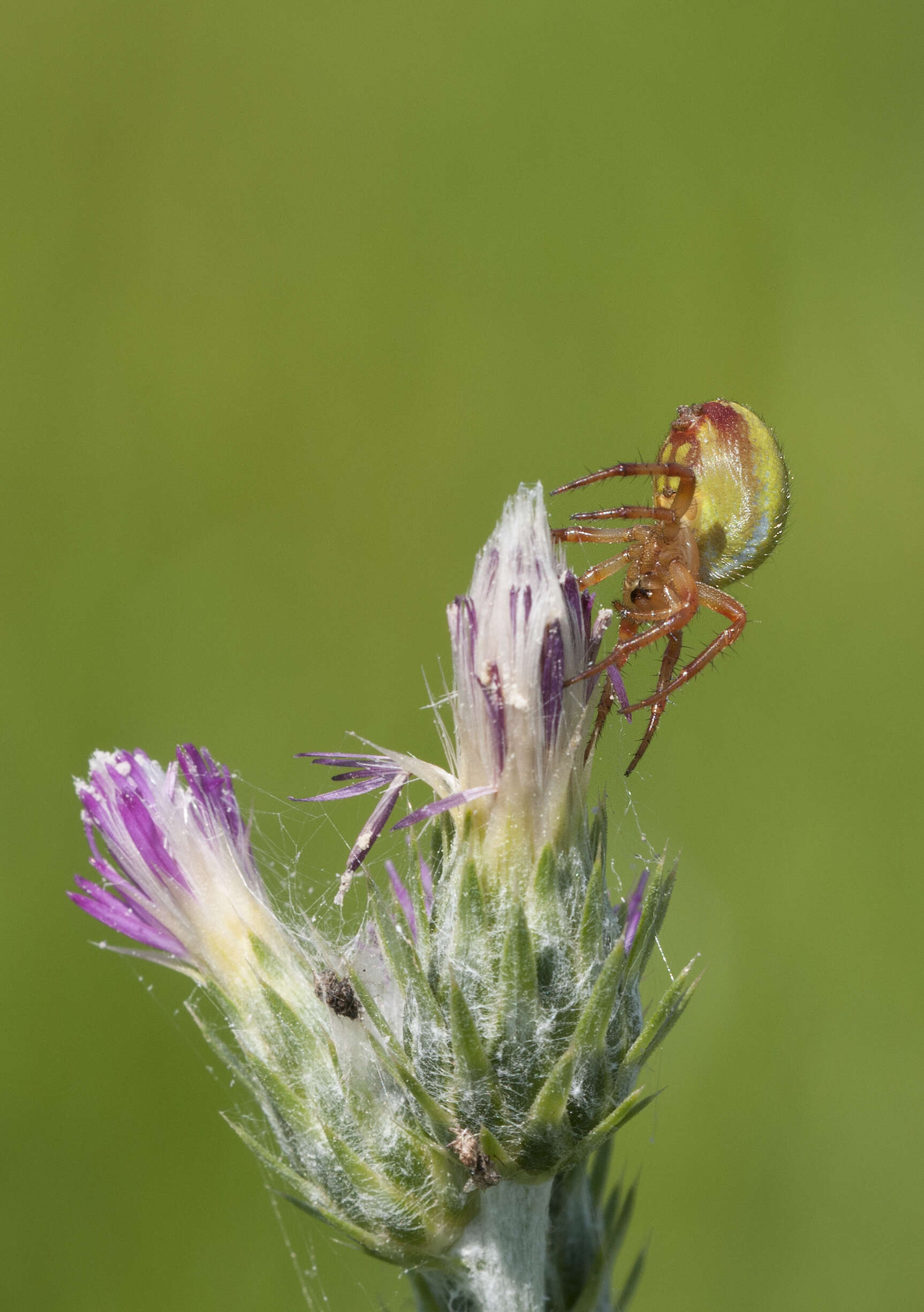 Image of Cucumber green spider