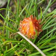 Image of Leucochrysum graminifolium (P. G. Wilson) P. G. Wilson