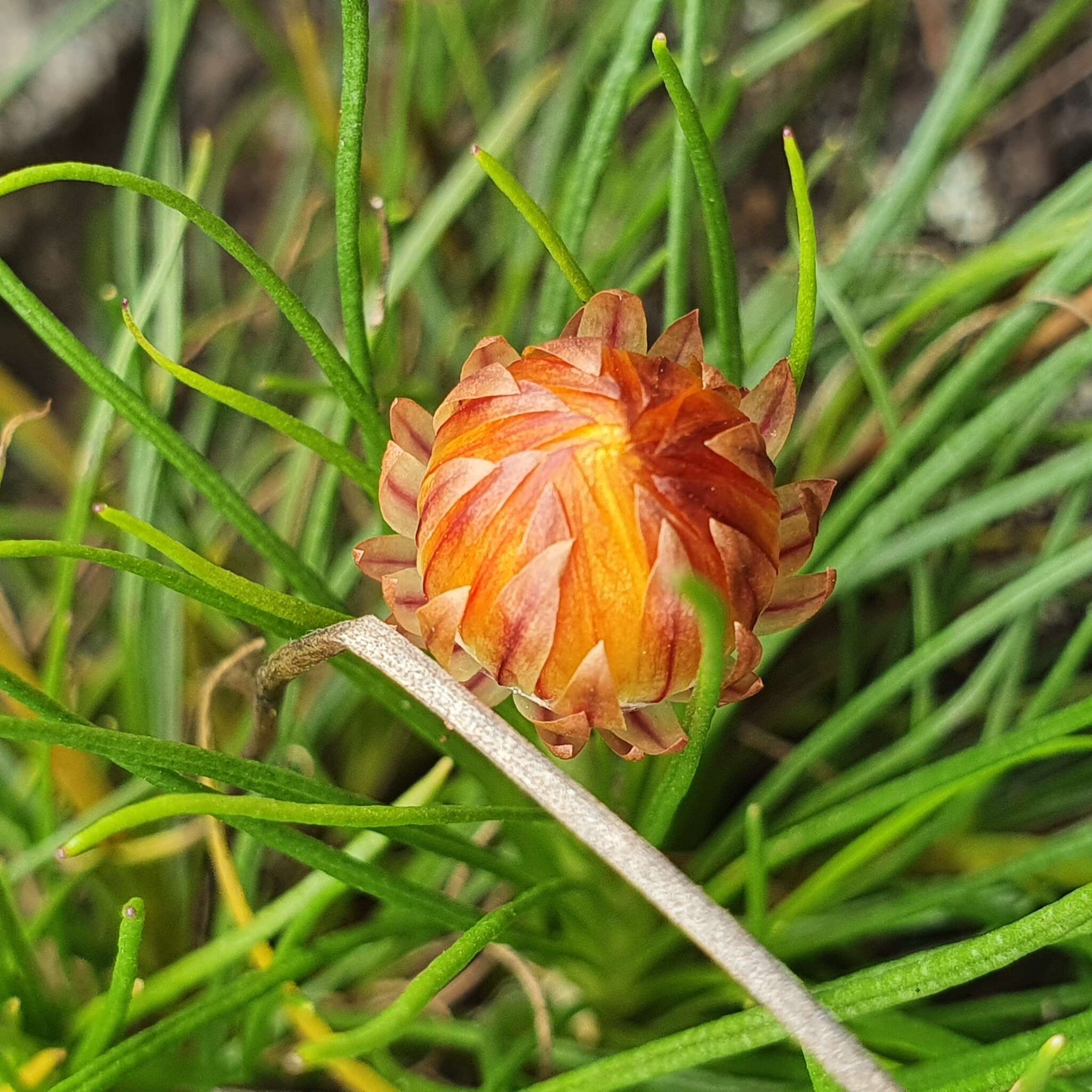 Image of Leucochrysum graminifolium (P. G. Wilson) P. G. Wilson