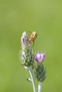 Image of Cucumber green spider