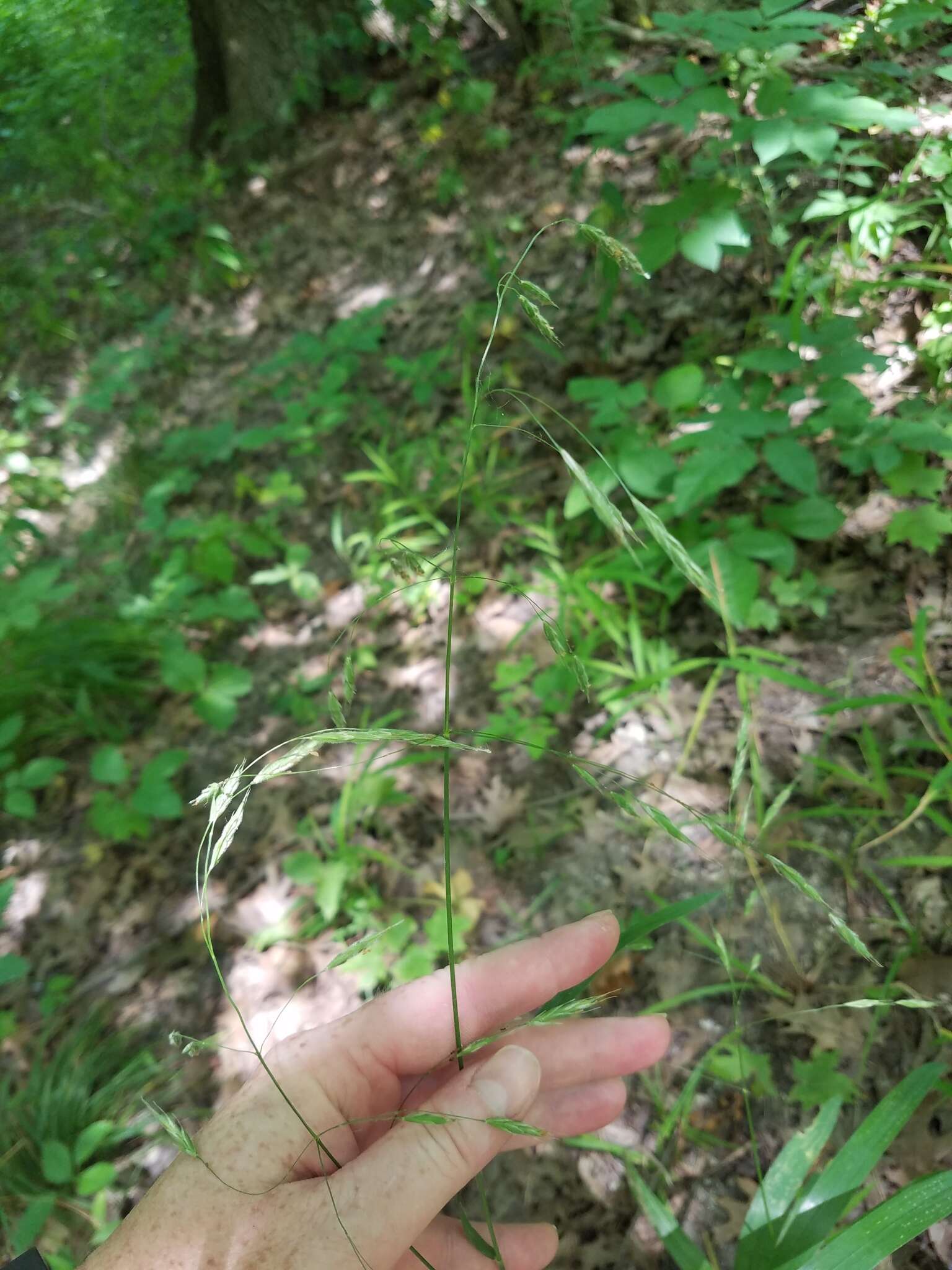 Image of Nottoway Valley brome