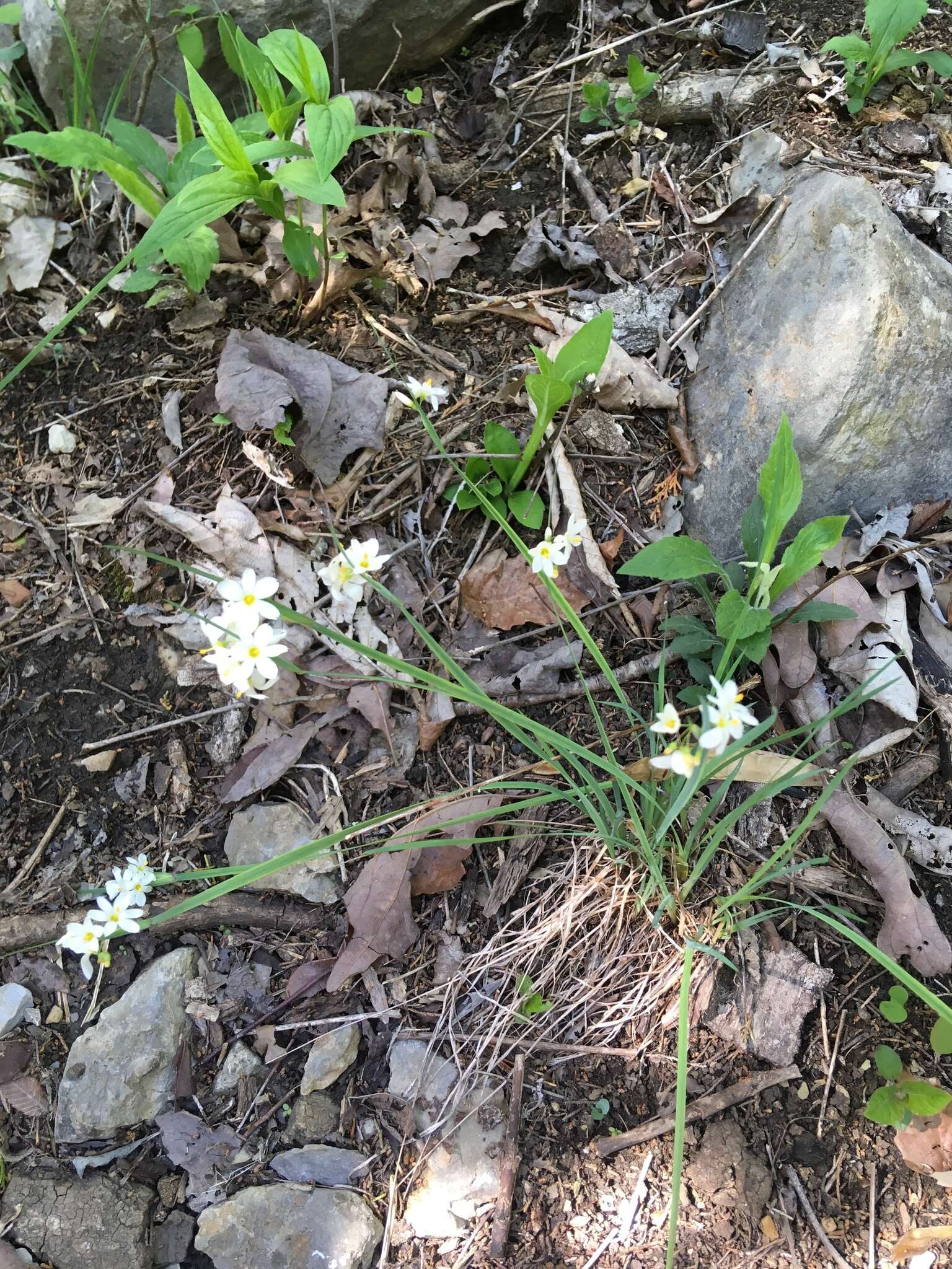 Image of white blue-eyed grass