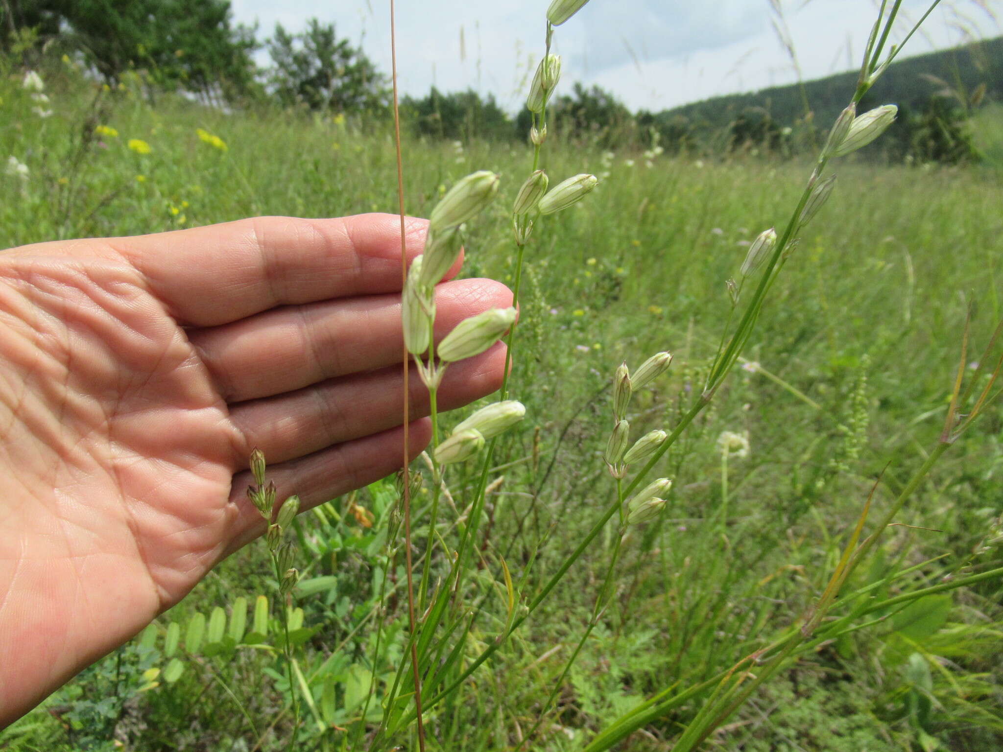 Image of <i>Silene jeniseensis</i>