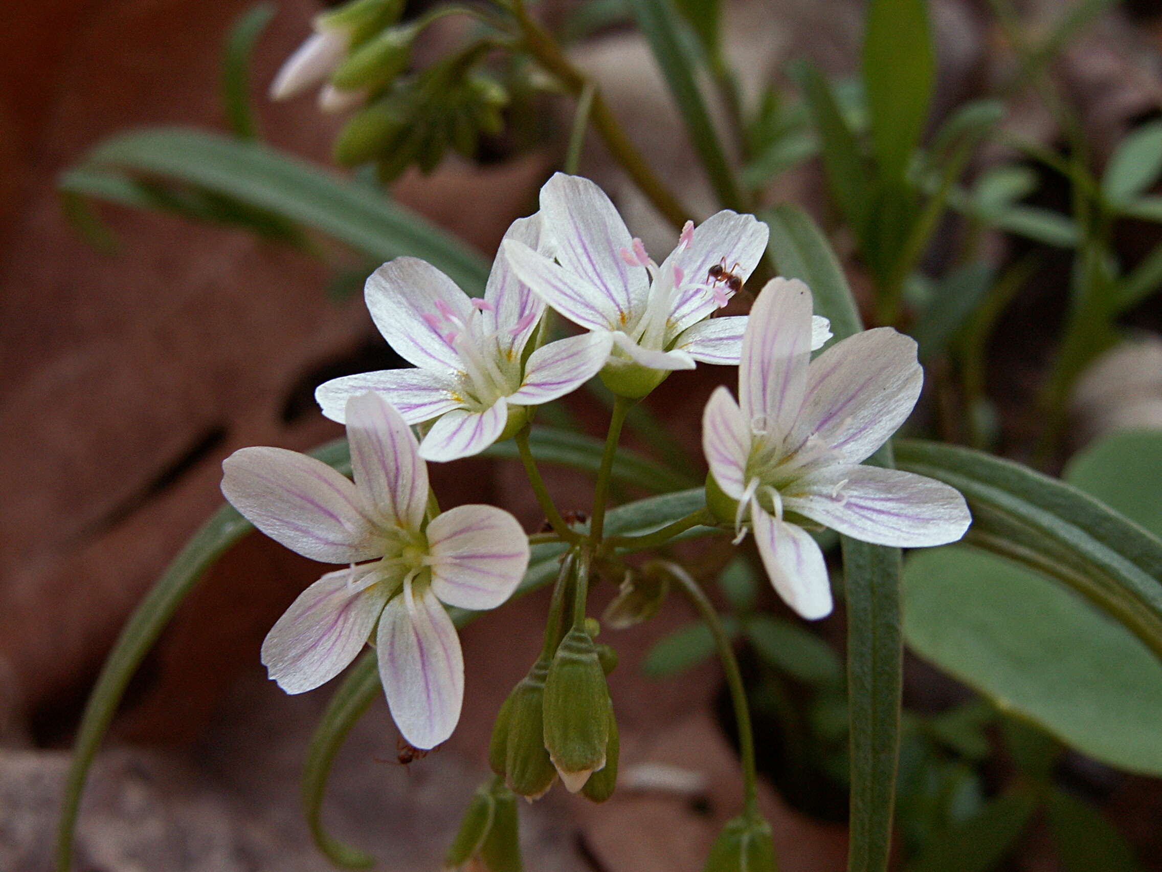 Image of Virginia springbeauty