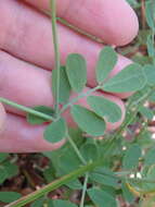 صورة Coronilla coronata L.