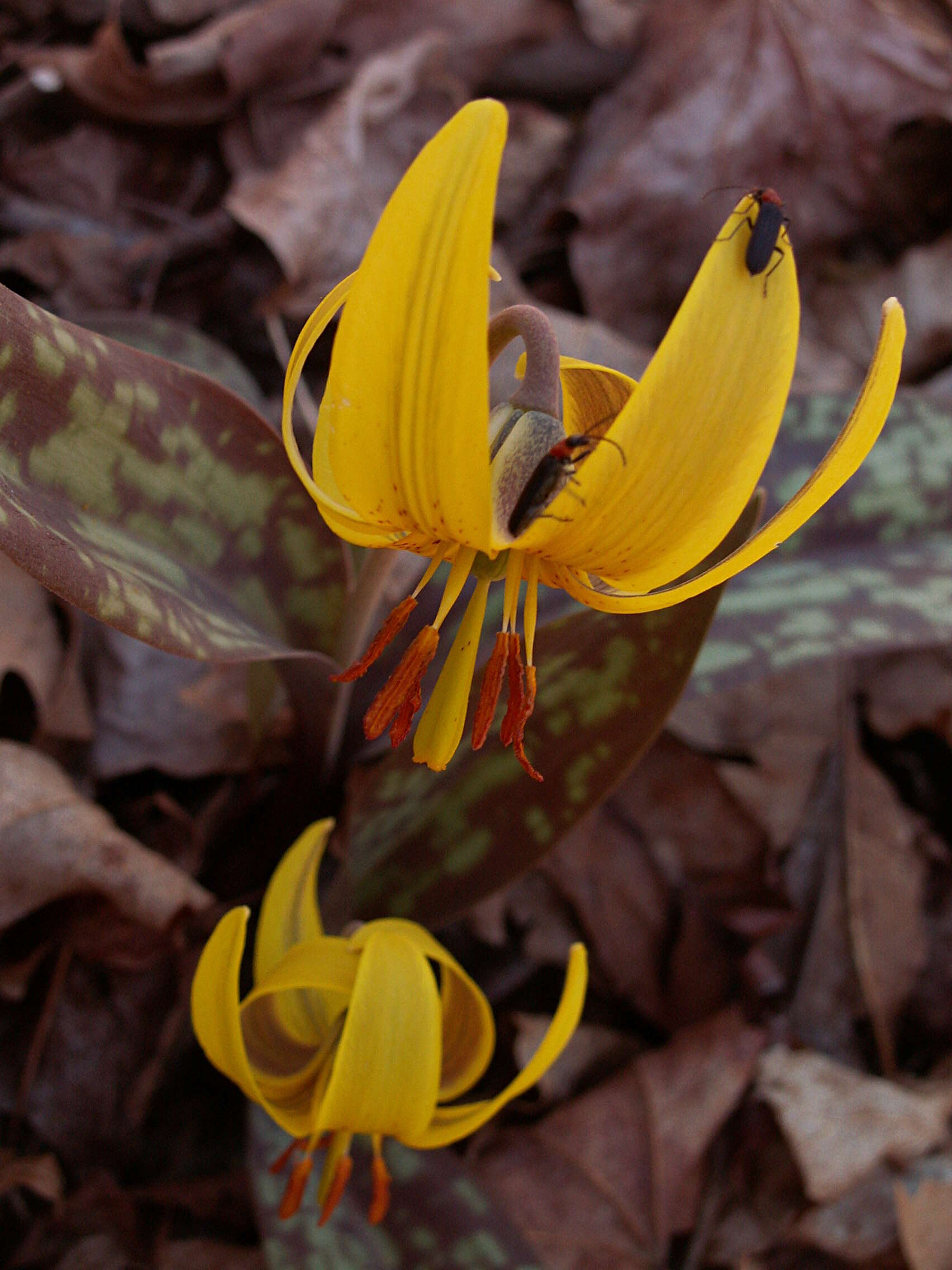 Image of dogtooth violet