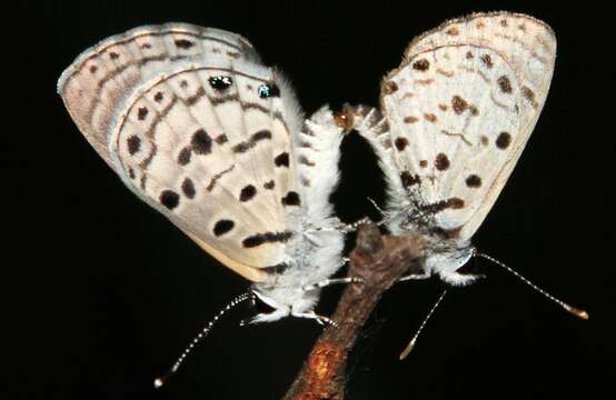 Image of Thorn-tree blue