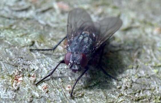 Image of House fly