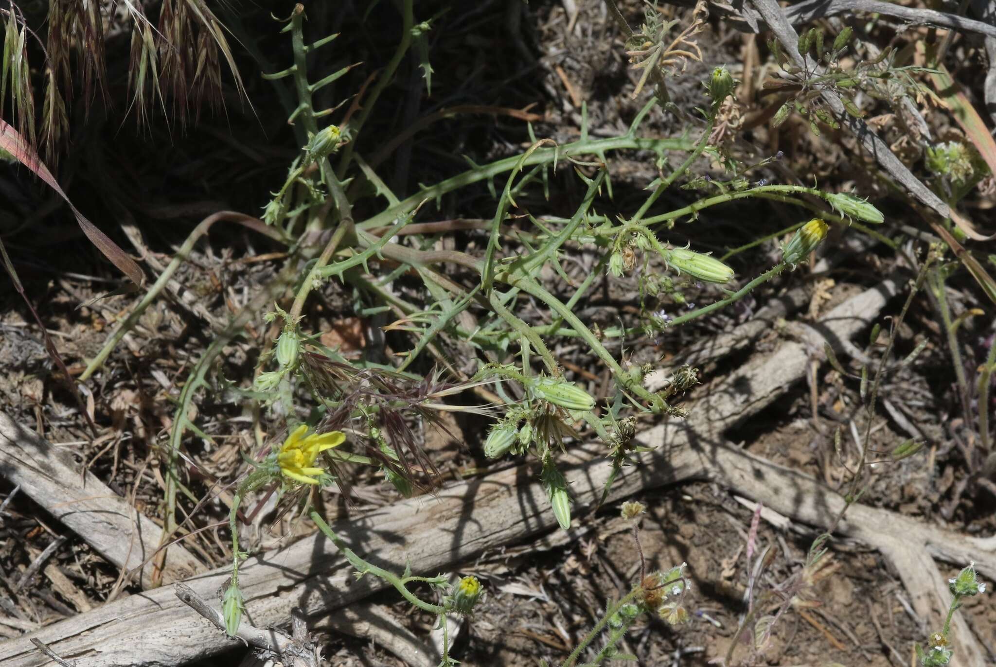 Слика од Calycoseris parryi A. Gray