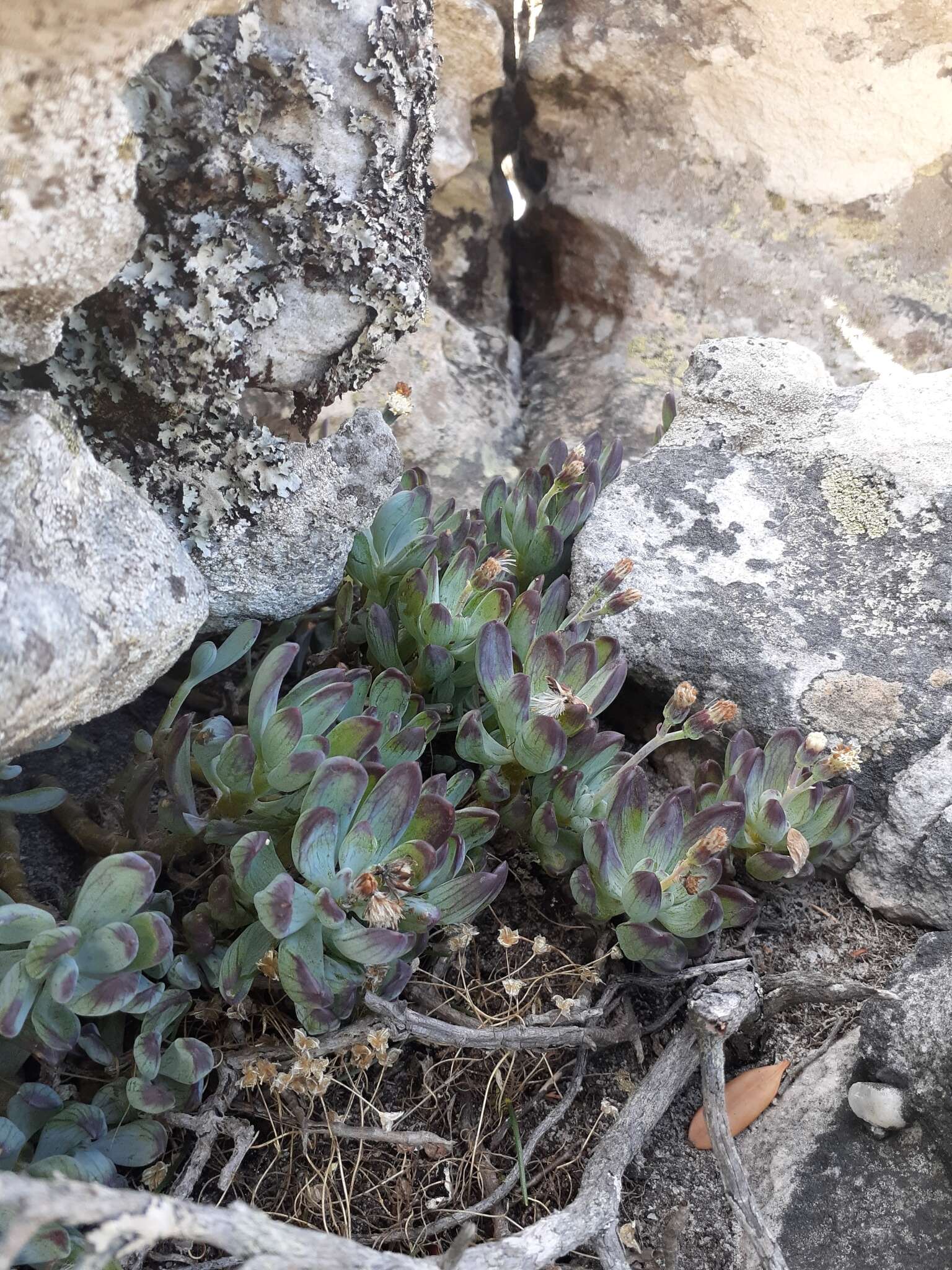 Plancia ëd Curio crassulifolius (DC.) P. V. Heath