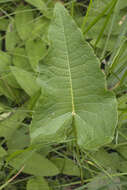 Rumex ujskensis Rech. fil.的圖片