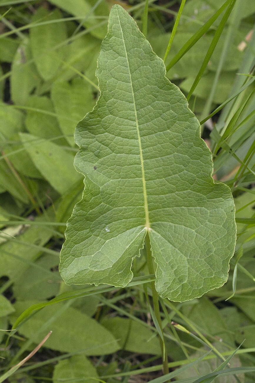 Rumex ujskensis Rech. fil. resmi