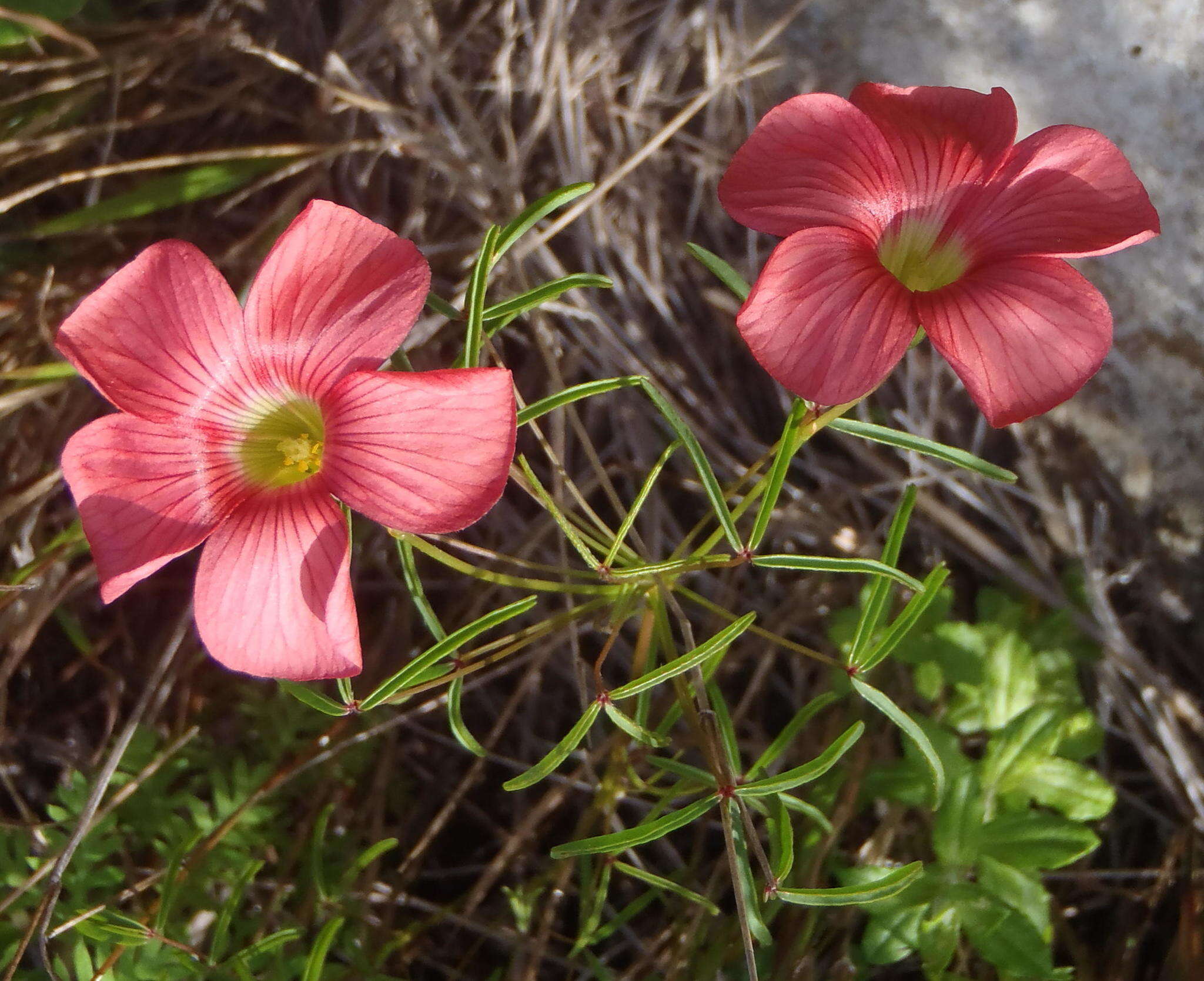 Sivun Oxalis pendulifolia Salter kuva