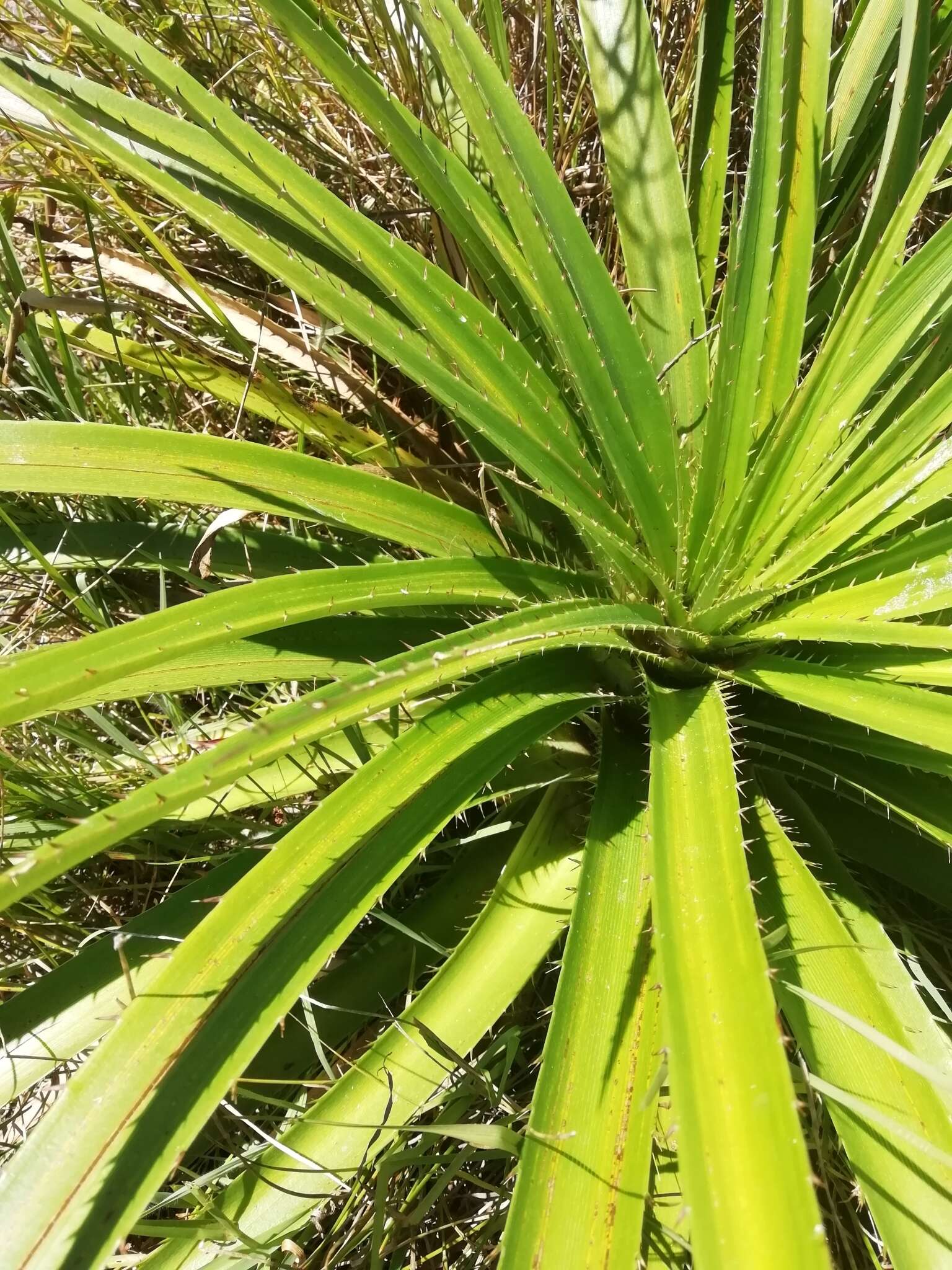 Image of Eryngium eburneum Decne.