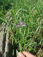 Image of Ledingham's False Dragonhead